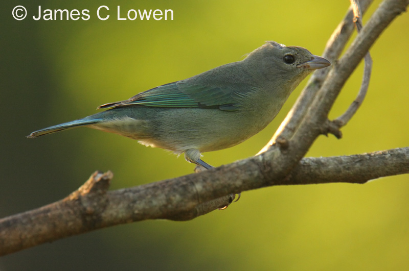 Sayaca Tanager