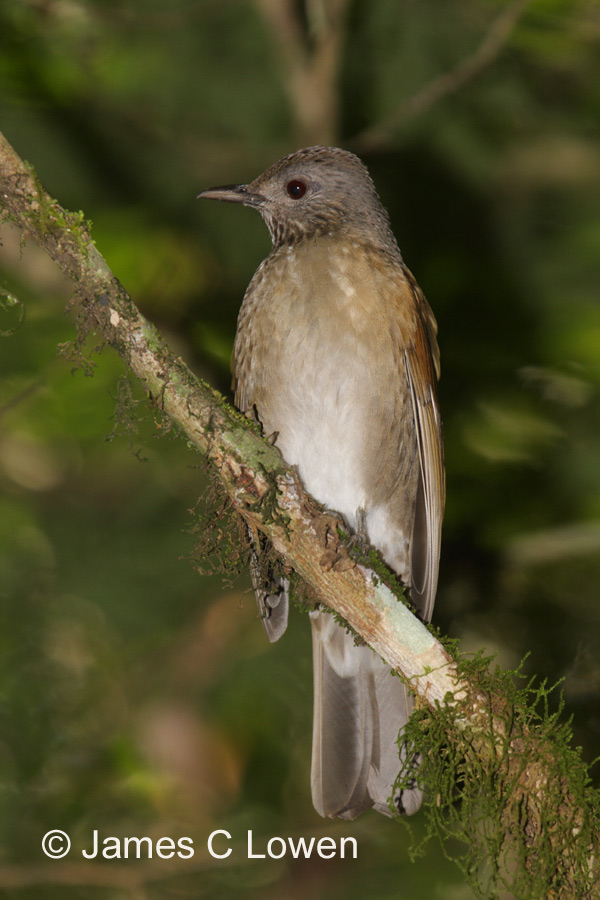 Pale-breasted Thrush