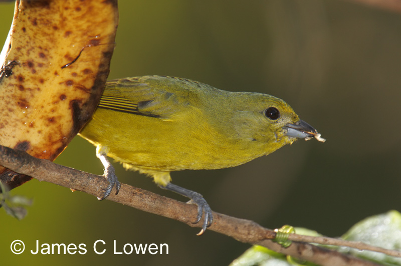 Violaceous Euphonia