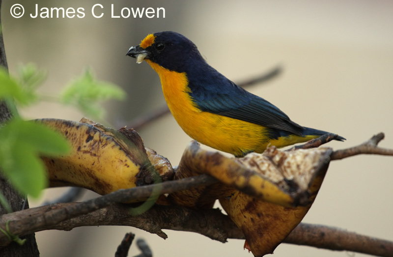 Violaceous Euphonia
