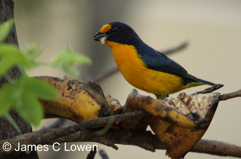 Violaceous Euphonia