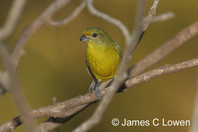 Violaceous Euphonia