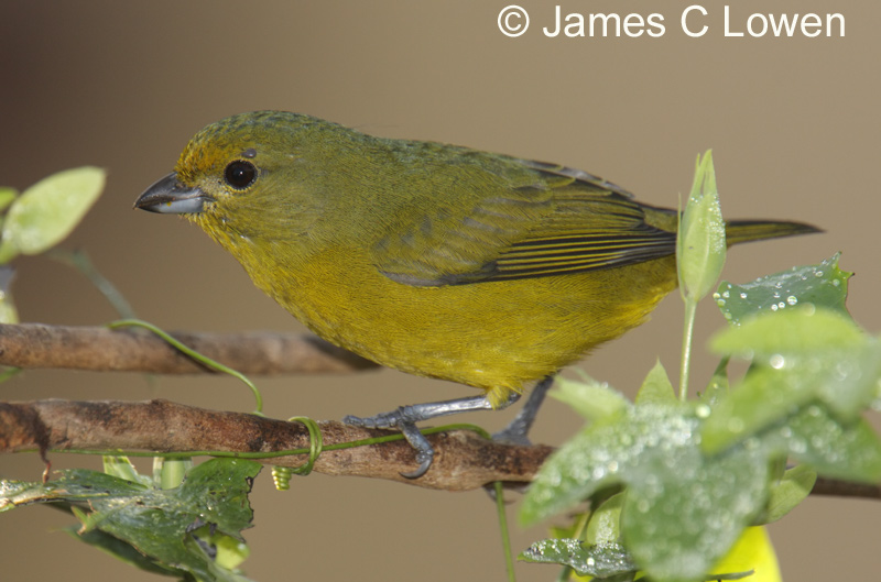 Violaceous Euphonia