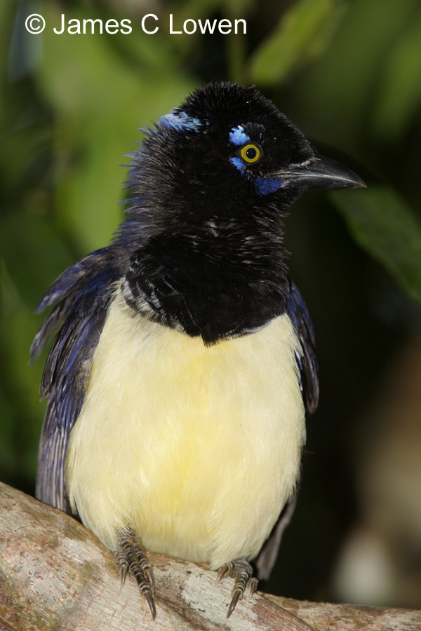 Plush-crested Jay