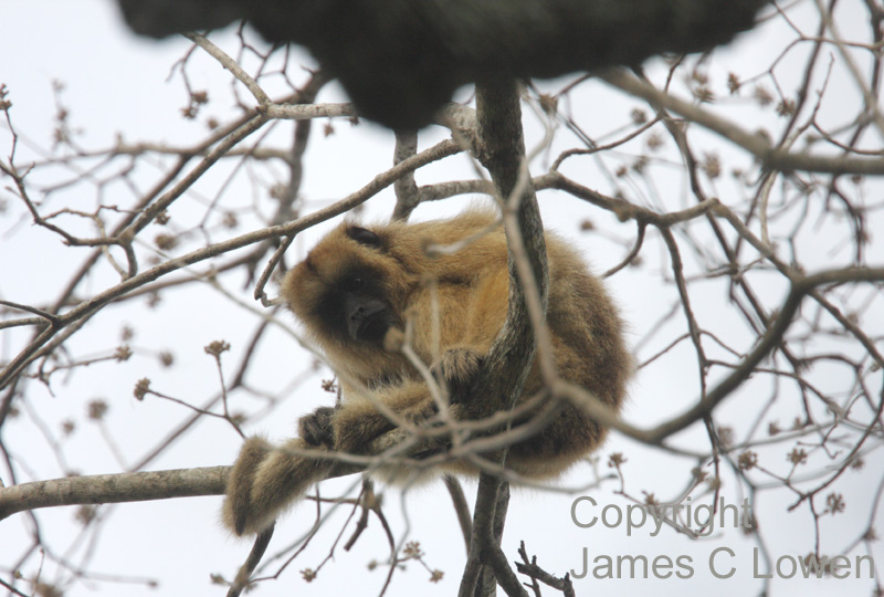 Primates