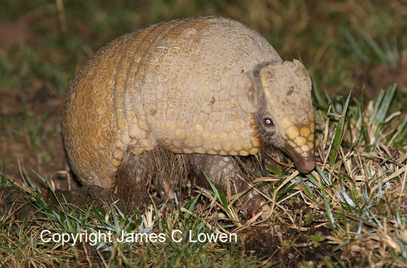 Anteaters & armadillos