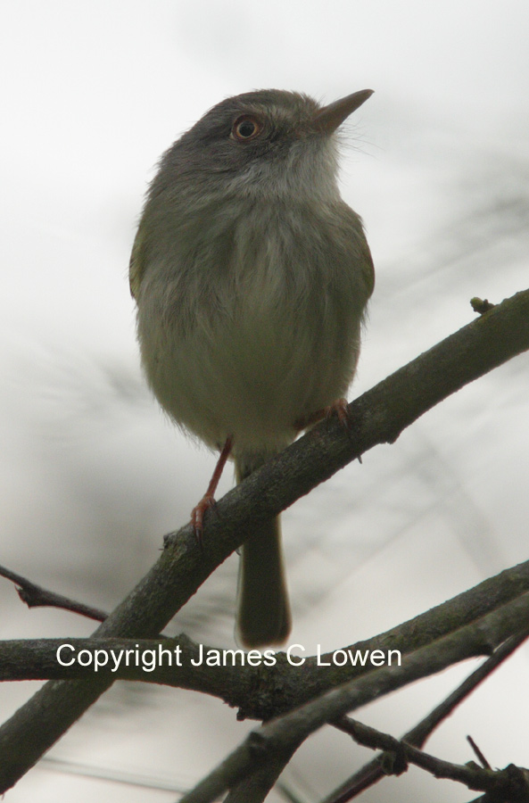 Pearly-vented Tody-tyrant