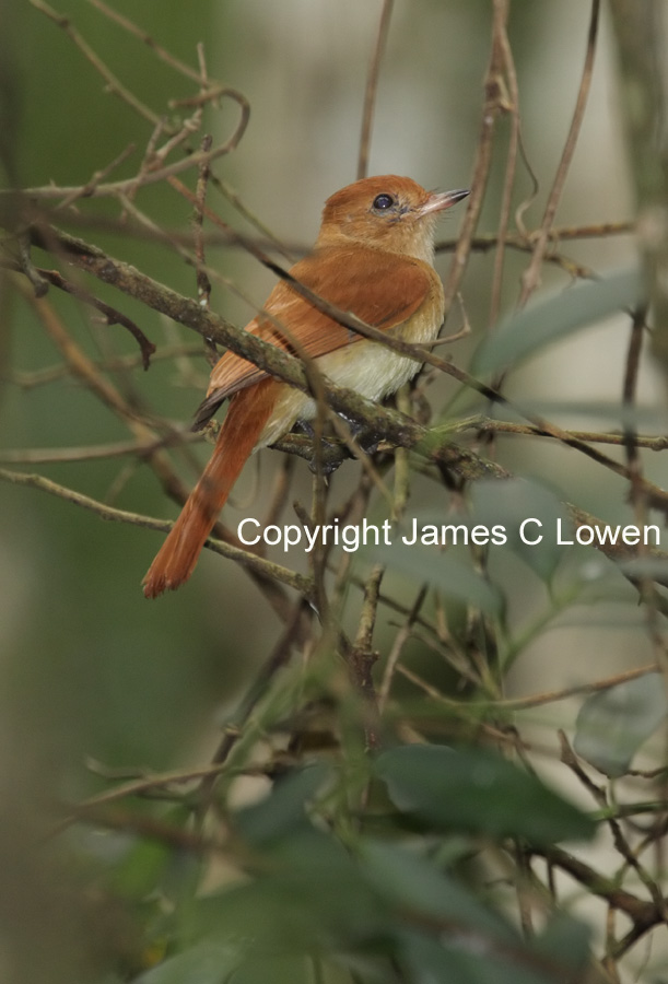 Rufous Casiornis