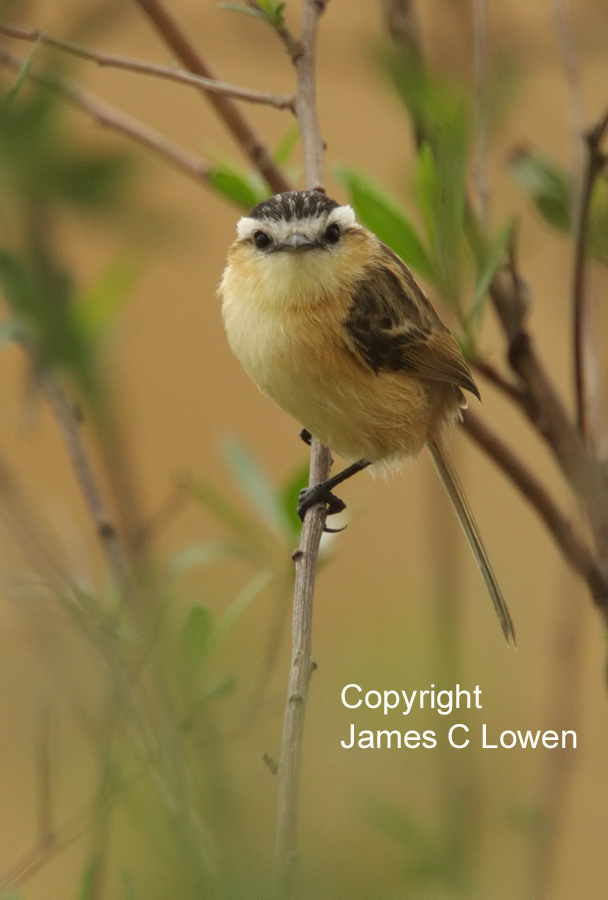 Sharp-tailed Tyrant