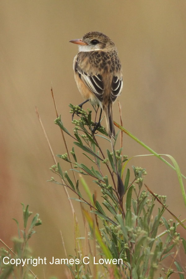 Strange-tailed Tyrant