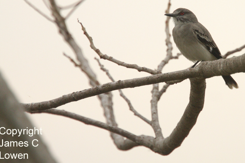 Grey Monjita