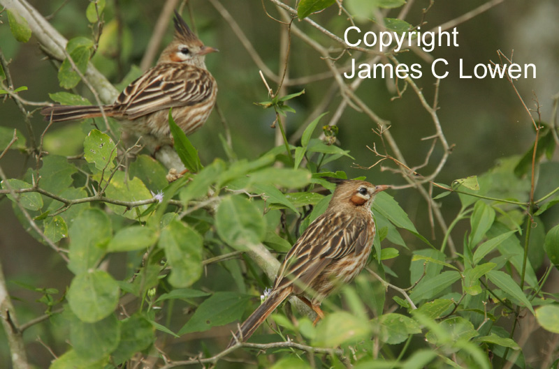 Lark-like Brushrunner