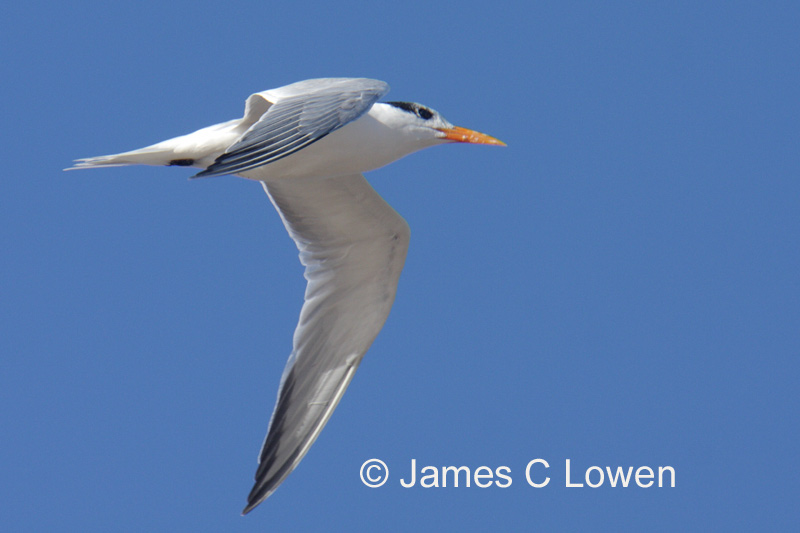 Royal Tern