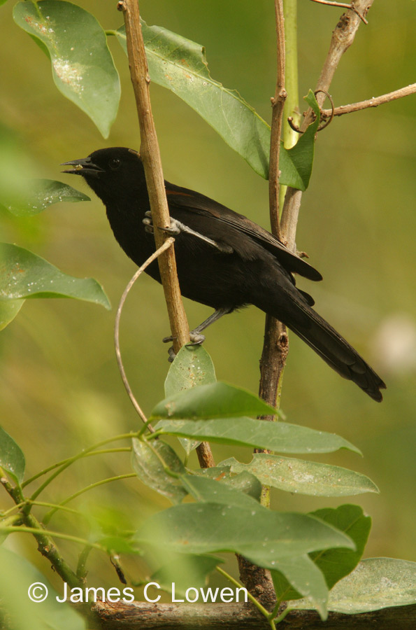 Epaulet Oriole