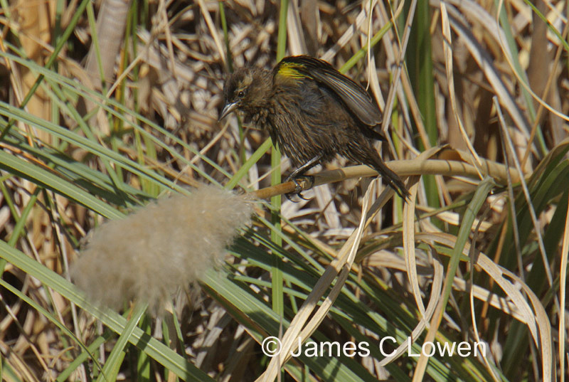 Yellow-winged Blackbird