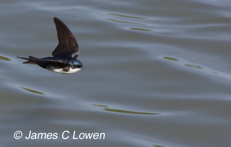 Blue-and-white Swallow