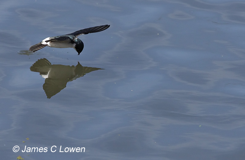 White-rumped Swallow
