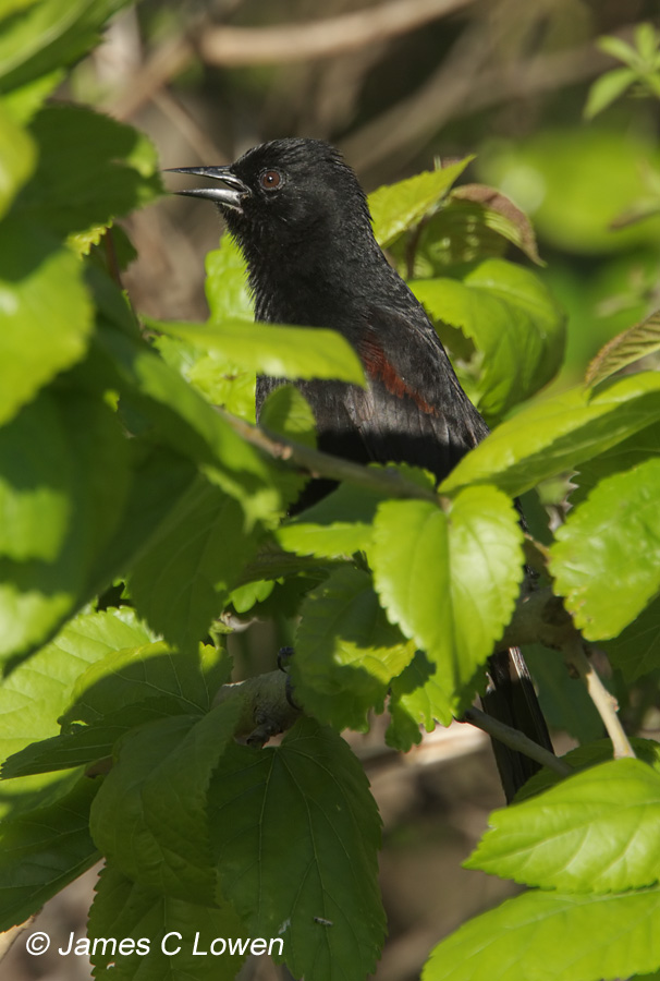 Epaulet Oriole