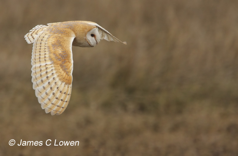 Barn Owl