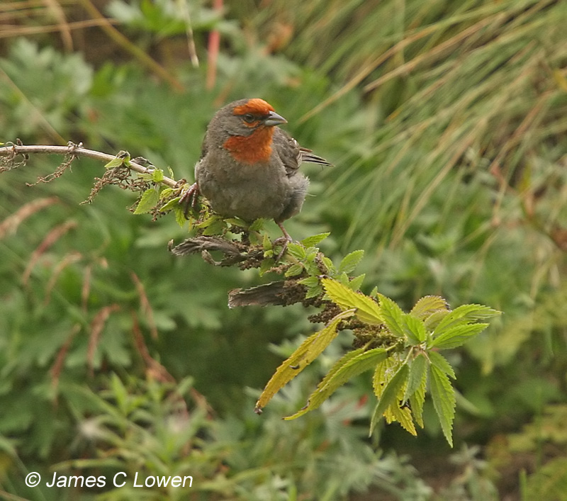 Tucuman Mountain-finch