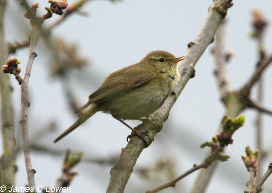 Iberian Chiffchaff