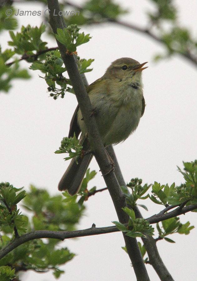 Iberian Chiffchaff
