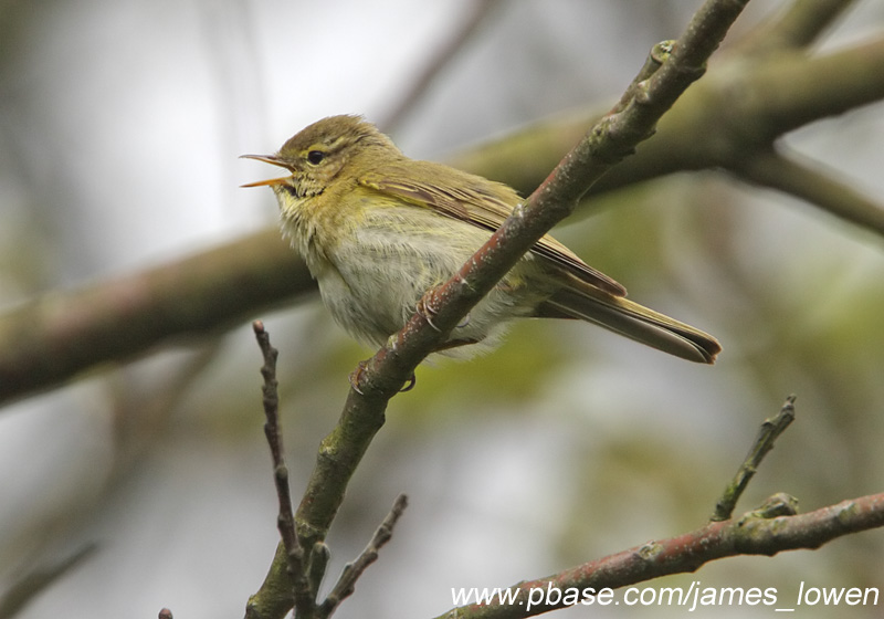 Iberian Chiffchaff