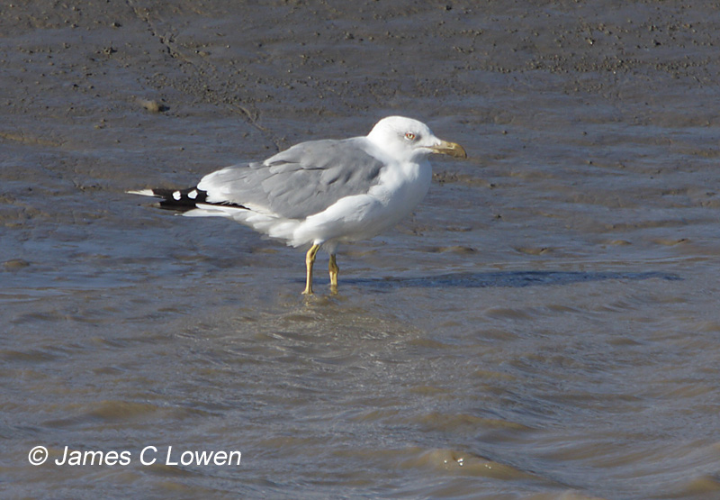 Yellow-legged Gull