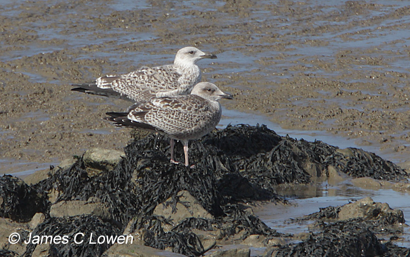 Yellow-legged Gull