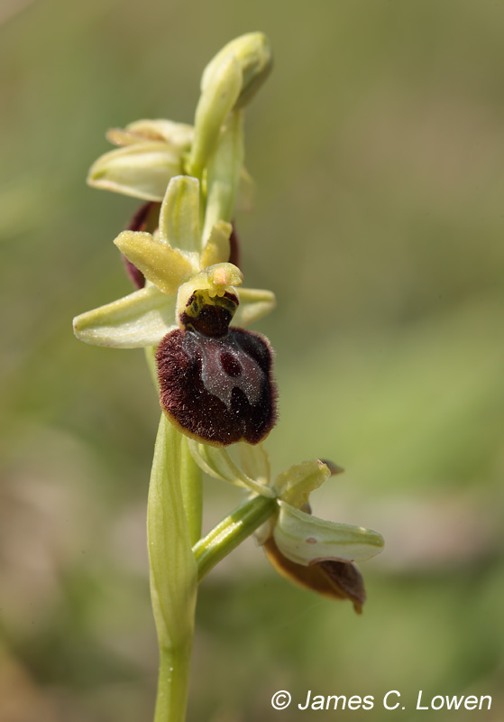 Early Spider Orchid