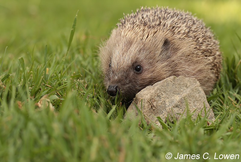 Hedgehog