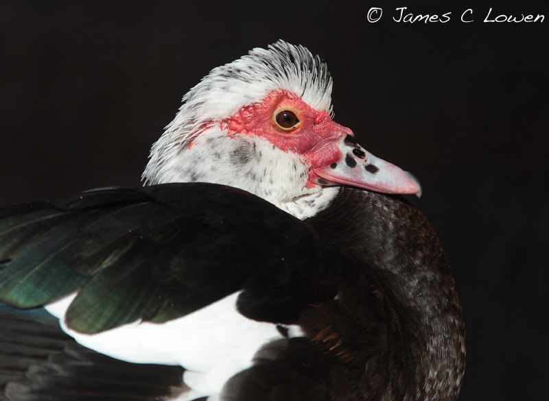 Muscovy Duck