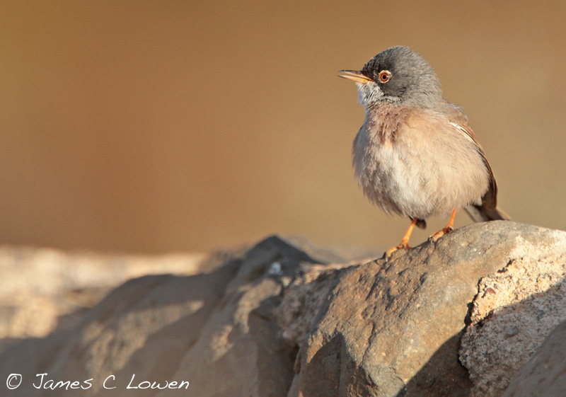 Spectacled Warbler