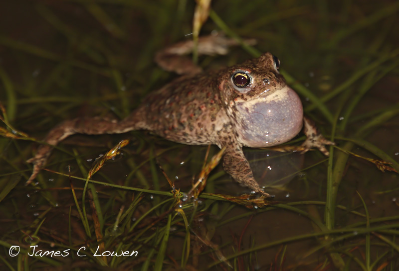 Natterjack Toad