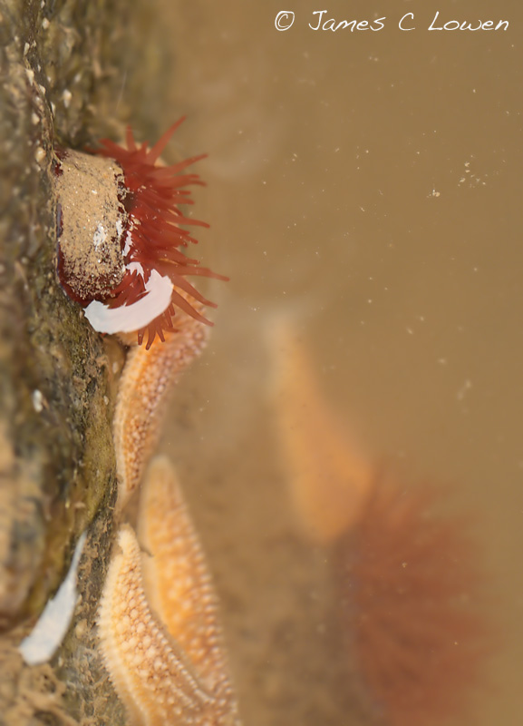 UK marine creatures