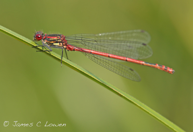 Large Red Damselfly