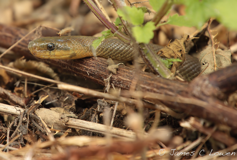 Aesculpian Snake