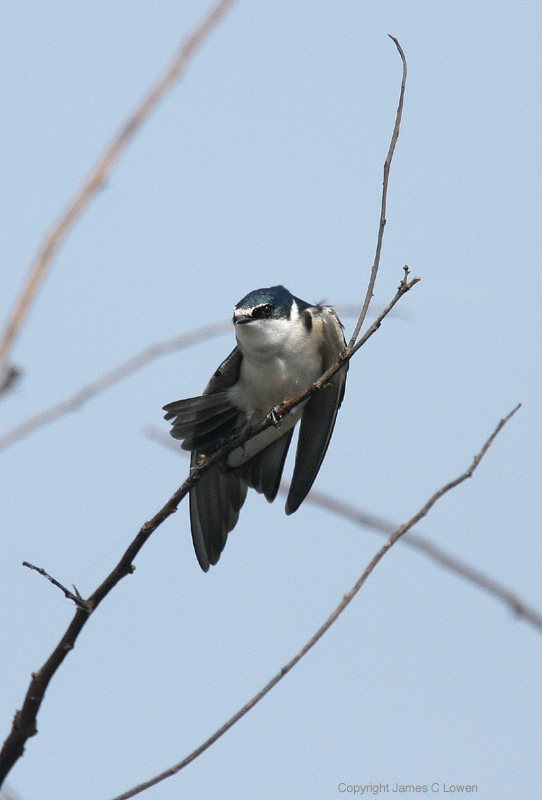 White-rumped Swallow
