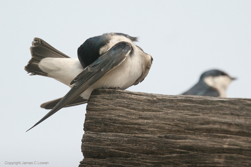 White-rumped Swallow