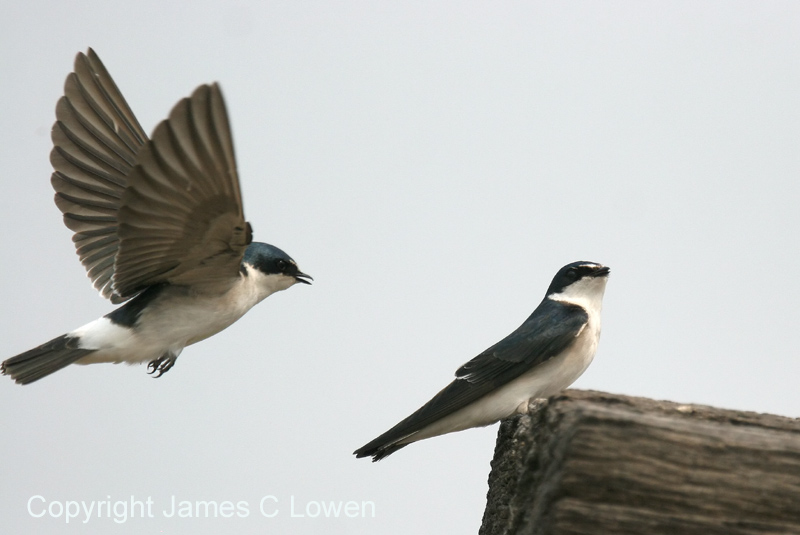 White-rumped Swallow