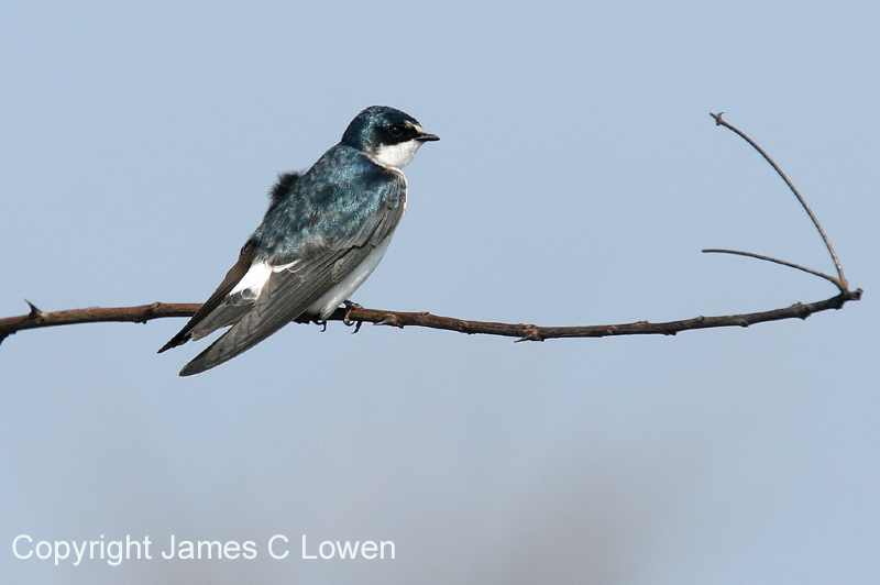 White-rumped Swallow