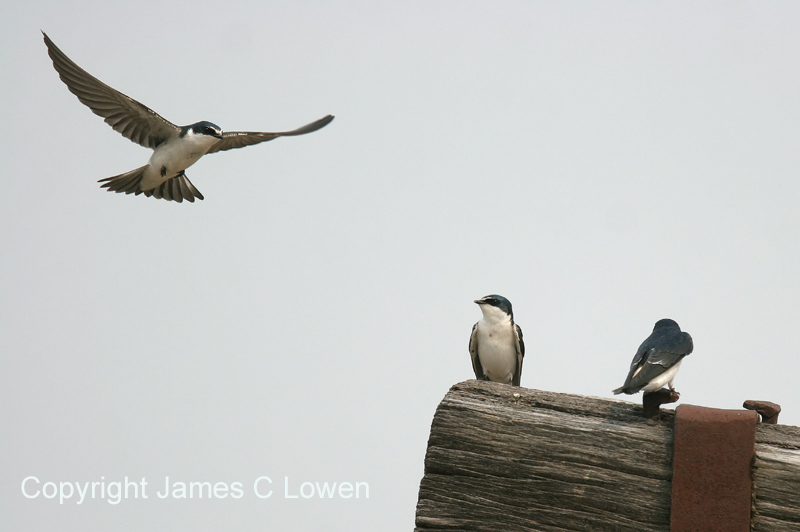 White-rumped Swallow