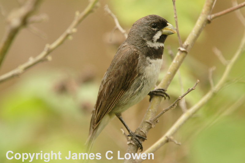 Double-collared Seedeater