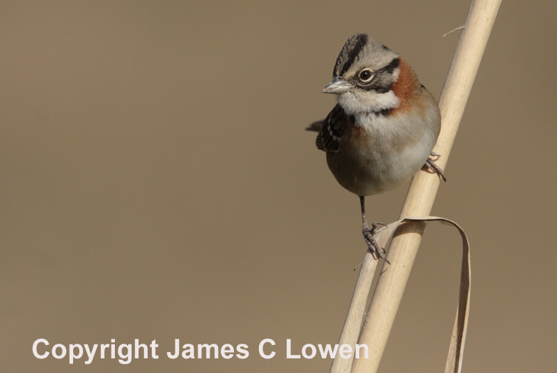 Rufous-collared Sparrow