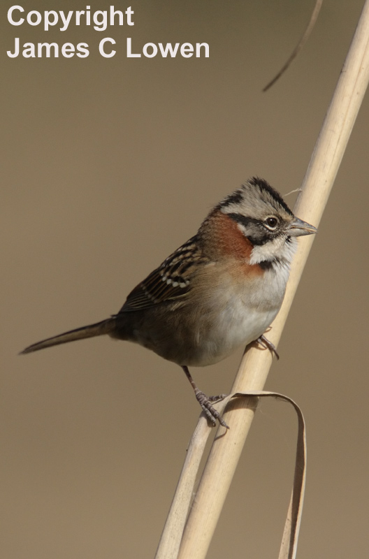 Rufous-collared Sparrow