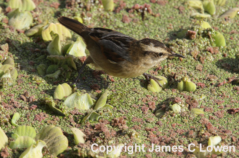 Wren-like Rushbird