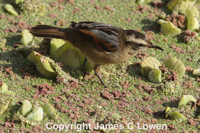 Wren-like Rushbird