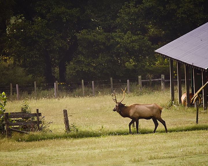 Bull Elk Along Fenceline