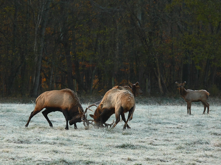 Bull Elk Fight