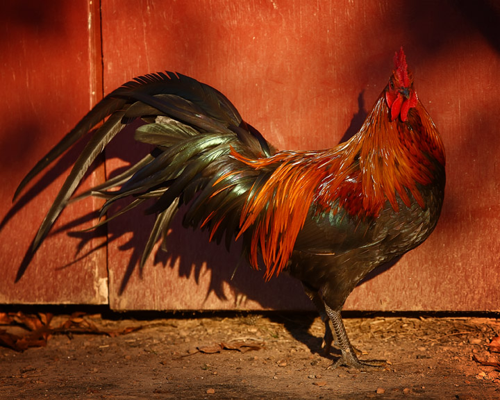 Java Phoenix Rooster